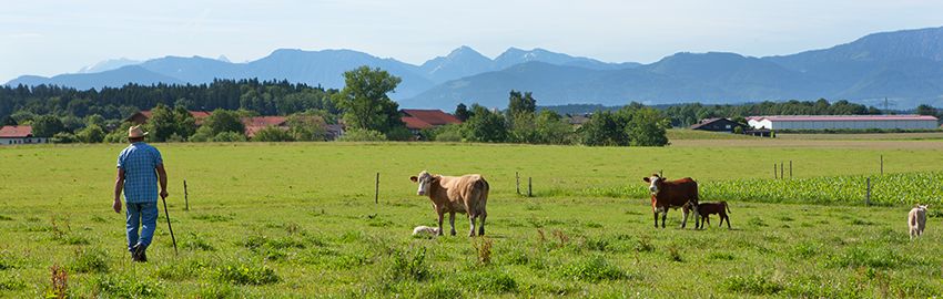 Landwirt mit Kühen auf der Weide vor bayerischer Alpenlandschaft